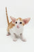 Adorable orange and white Oriental Shorthair kitten from Rasseell collection