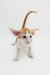 Adorable Orange and White Oriental Shorthair Kitten with big ears, perfect for cat lovers