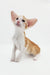 Cute Orange and white Oriental Shorthair kitten from Rasseell’s collection