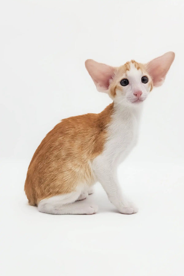 Orange and white Oriental Shorthair cat in Rasseell’s Oriental Shorthair Kitten product