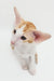 Adorable orange and white Oriental Shorthair kitten with big ears for Rasseell product