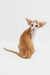 Cute orange and white Oriental Shorthair kitten from Rasseell collection