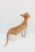 Orange and white Oriental Shorthair kitten looking up curiously at the camera