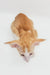 Orange and white Cornish Rex cat featured in Rasseell Oriental Shorthair Kitten product