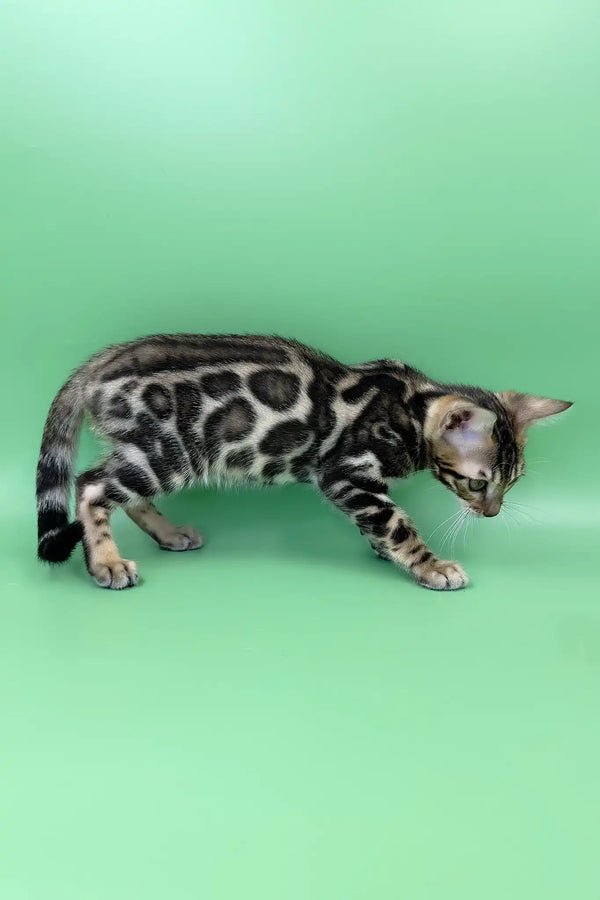 Rasul | bengal kitten