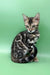 Rasul | bengal kitten
