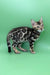 Rasul | bengal kitten