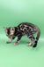 Rasul | bengal kitten