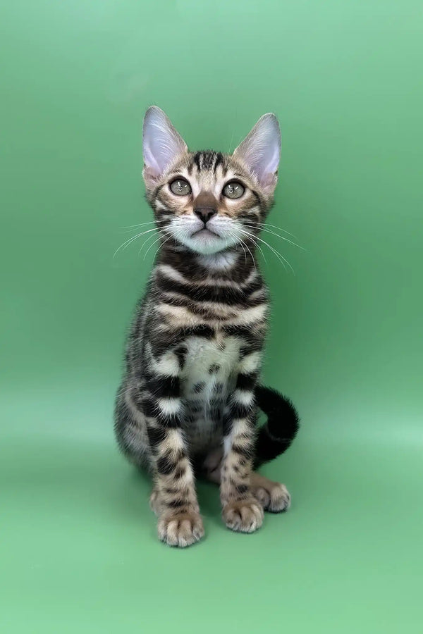 Rasul | bengal kitten