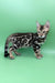 Rasul | bengal kitten