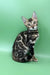 Rasul | bengal kitten