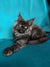 Fluffy gray Maine Coon kitten with bright eyes, perfect for your new furry friend