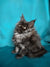 Fluffy gray Maine Coon kitten with bright eyes and tufted ears ready for cuddles