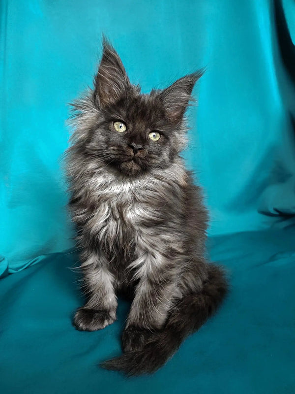 Fluffy gray Maine Coon kitten named Raven with bright eyes and cute ear tufts