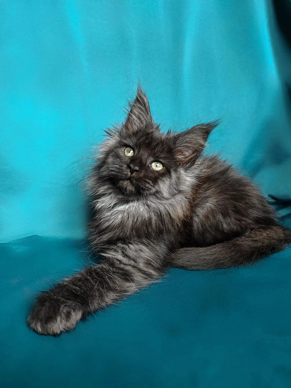 Fluffy gray Maine Coon kitten with striking eyes, perfect for any cat lover
