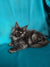 Long-haired gray Maine Coon kitten lounging cozily on a surface