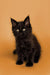 Adorable black Maine Coon kitten with fluffy fur and bright eyes for sale