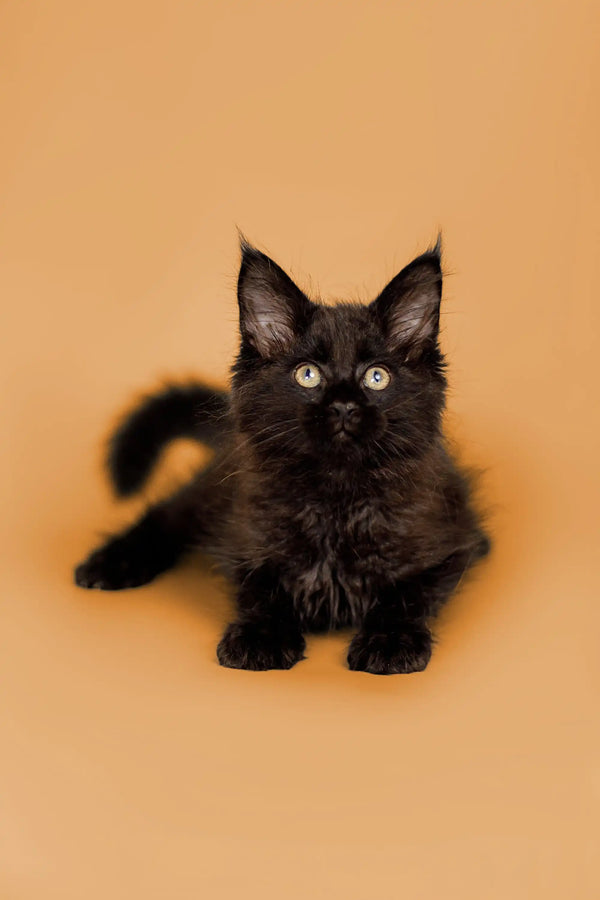 Black Maine Coon kitten with fluffy fur and alert ears, perfect for pet lovers