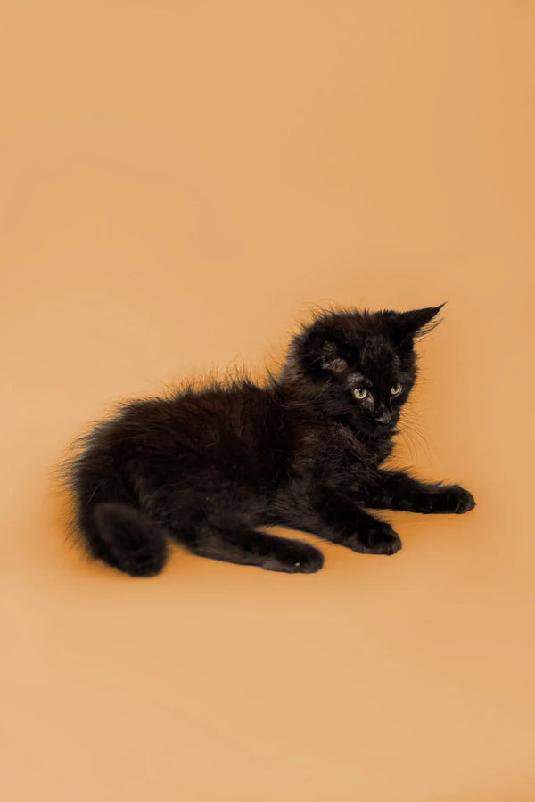 Fluffy Black Maine Coon Kitten with Bright Eyes from Ravin collection