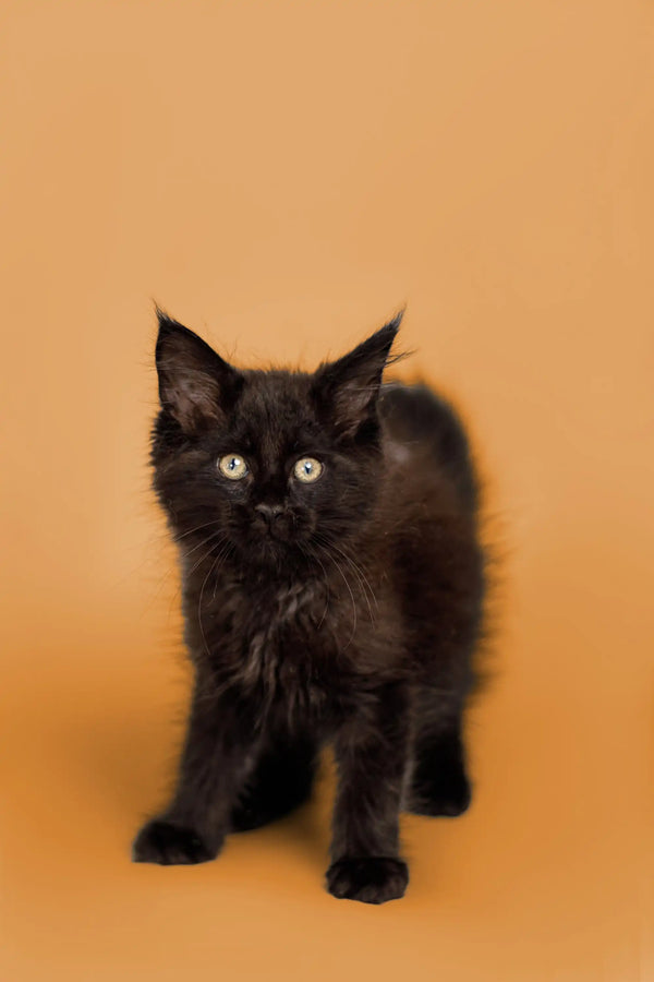 Black Maine Coon kitten with alert ears and bright eyes, ready for adventure