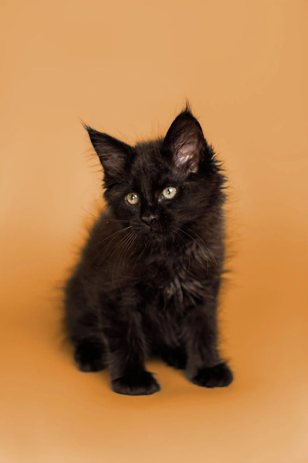 Black fluffy Maine Coon kitten with bright green eyes, super adorable and playful