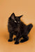 Fluffy black Maine Coon kitten with bright eyes and pointed ears, perfect as a pet