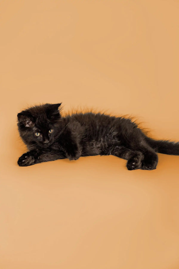 Black cat lying on its side, showcasing the playful charm of a Maine Coon kitten