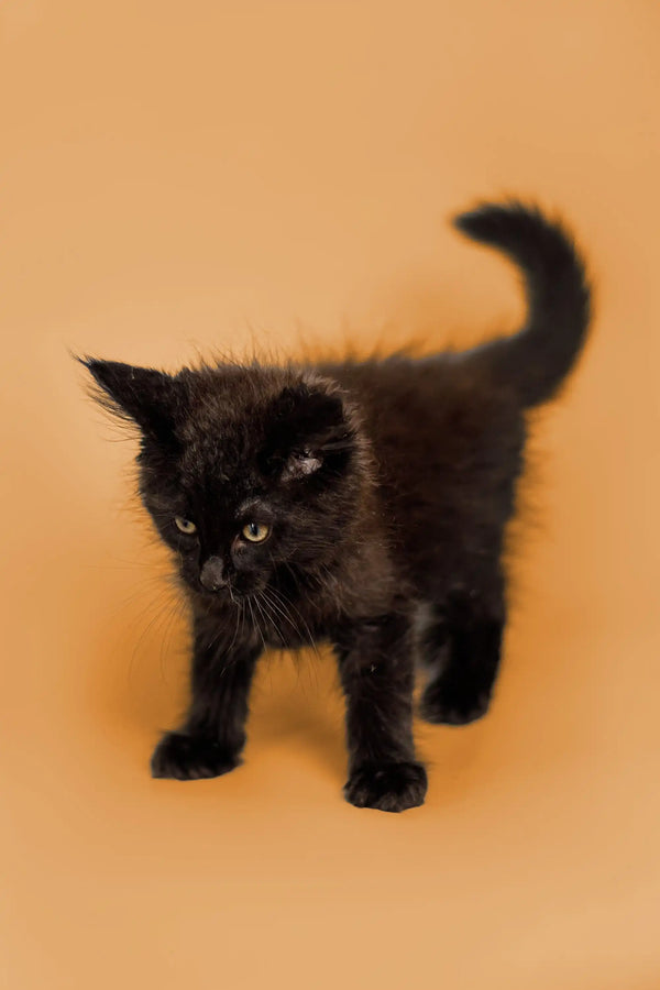 Fluffy black Maine Coon kitten with bright eyes, perfect for cat lovers