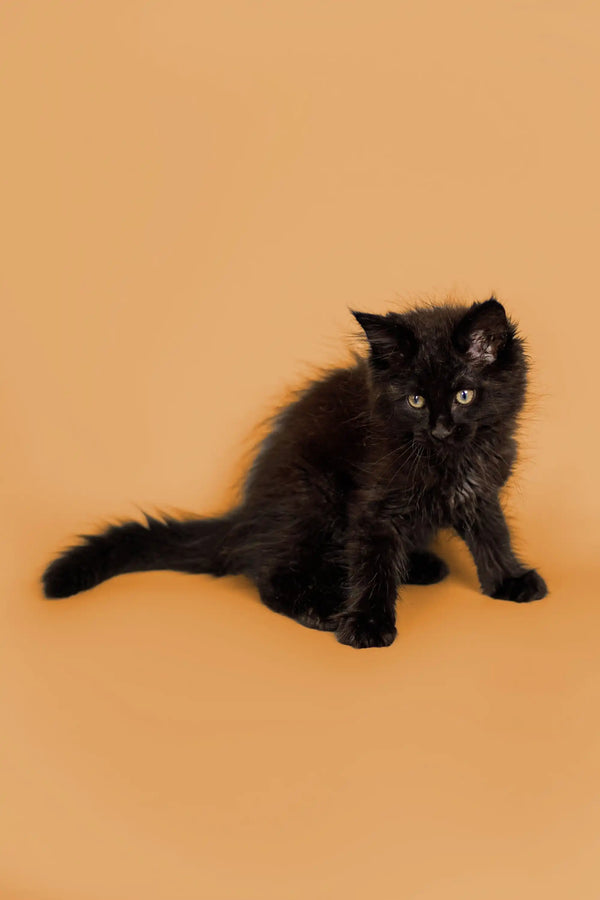 Black fluffy Maine Coon kitten with bright eyes, perfect for cuddles and fun