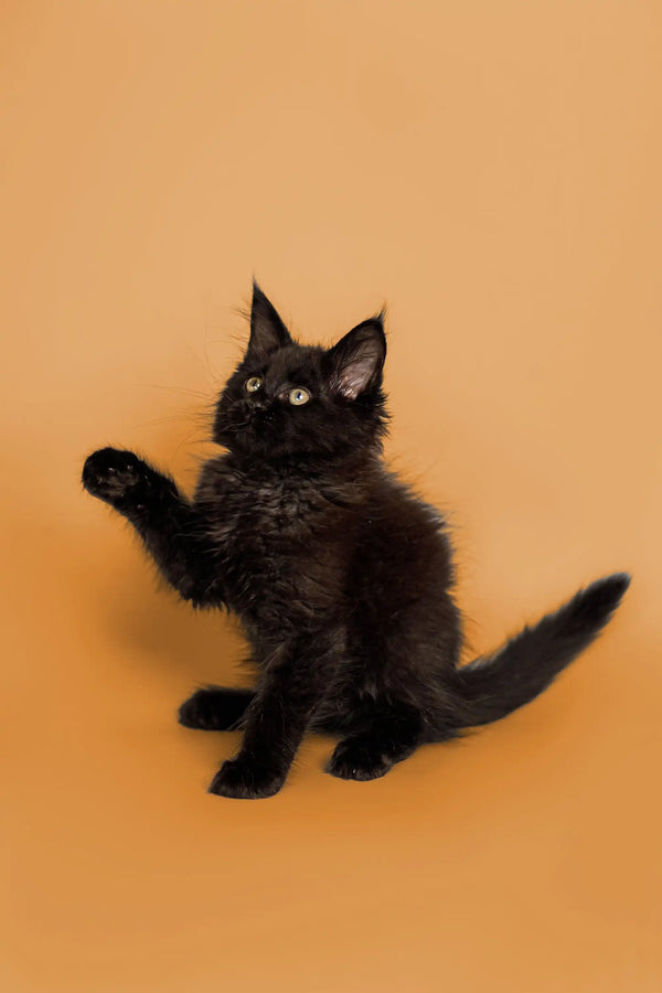 Fluffy black Maine Coon kitten with bright eyes and raised paw, super adorable!