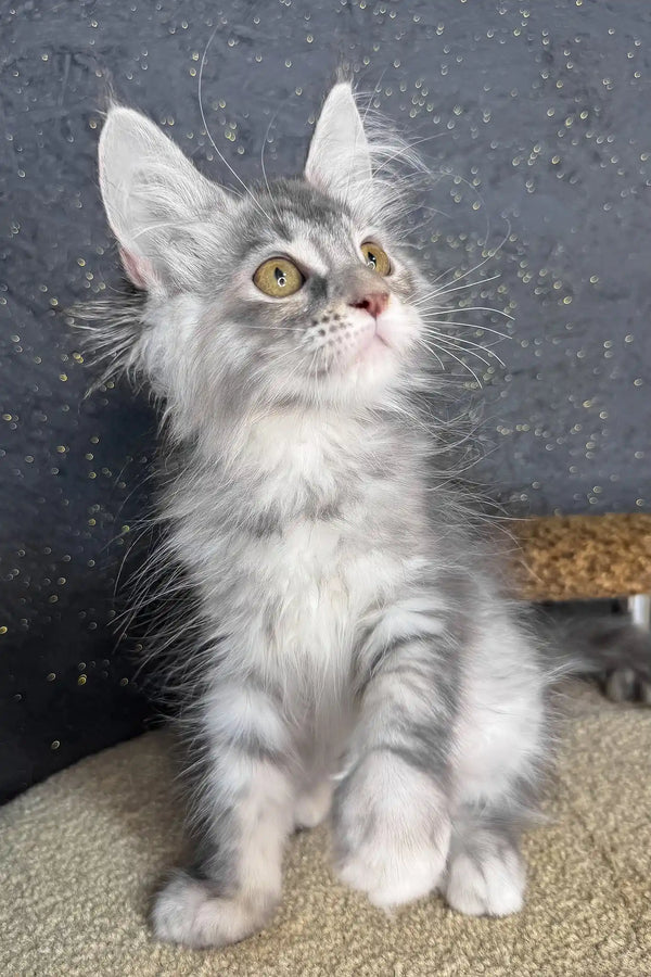 Rawen | maine coon kitten