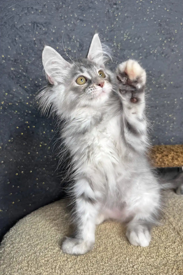 Rawen | maine coon kitten
