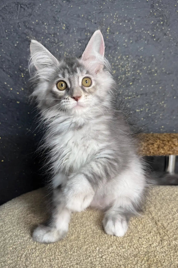 Rawen | maine coon kitten