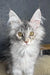 Rawen | maine coon kitten