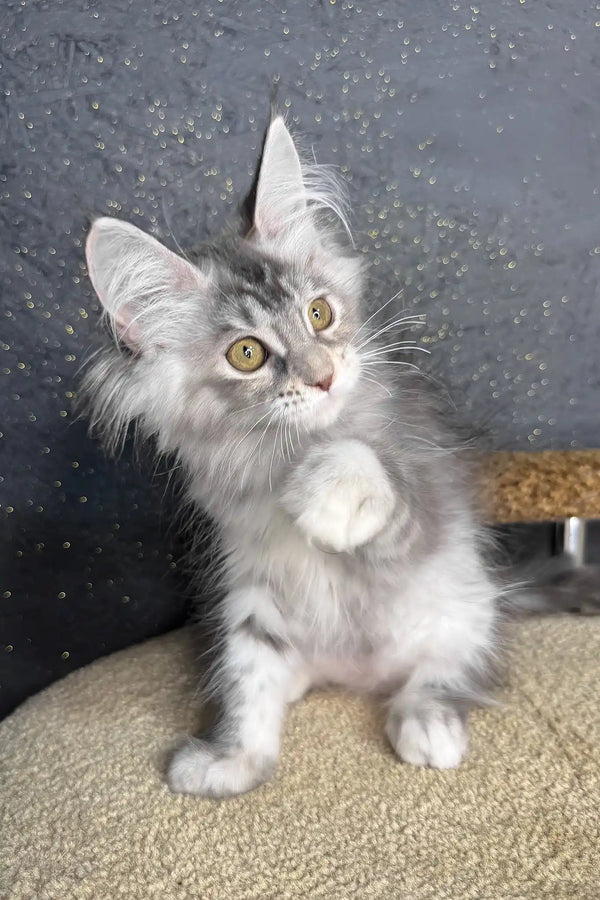 Rawen | maine coon kitten