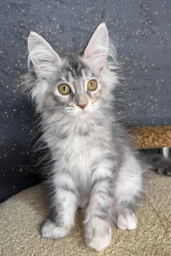 Rawen | maine coon kitten