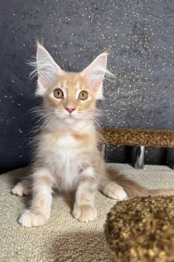 Rawi | maine coon kitten