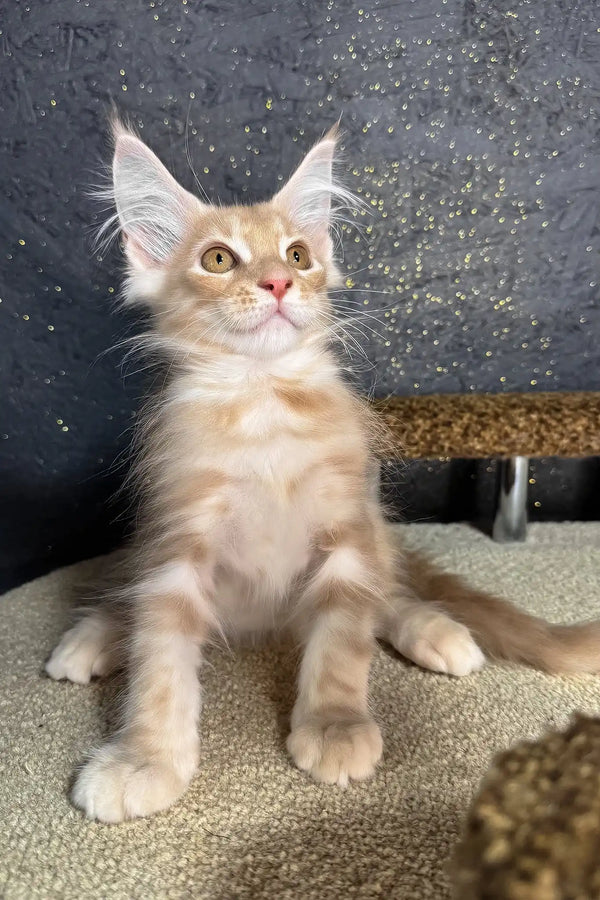 Rawi | maine coon kitten