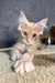 Rawi | maine coon kitten