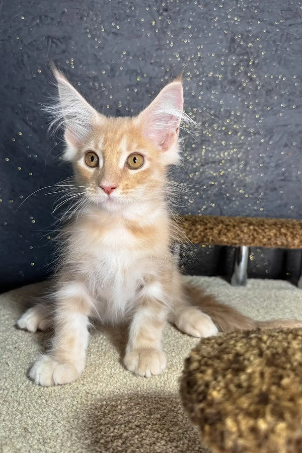 Rawi | maine coon kitten