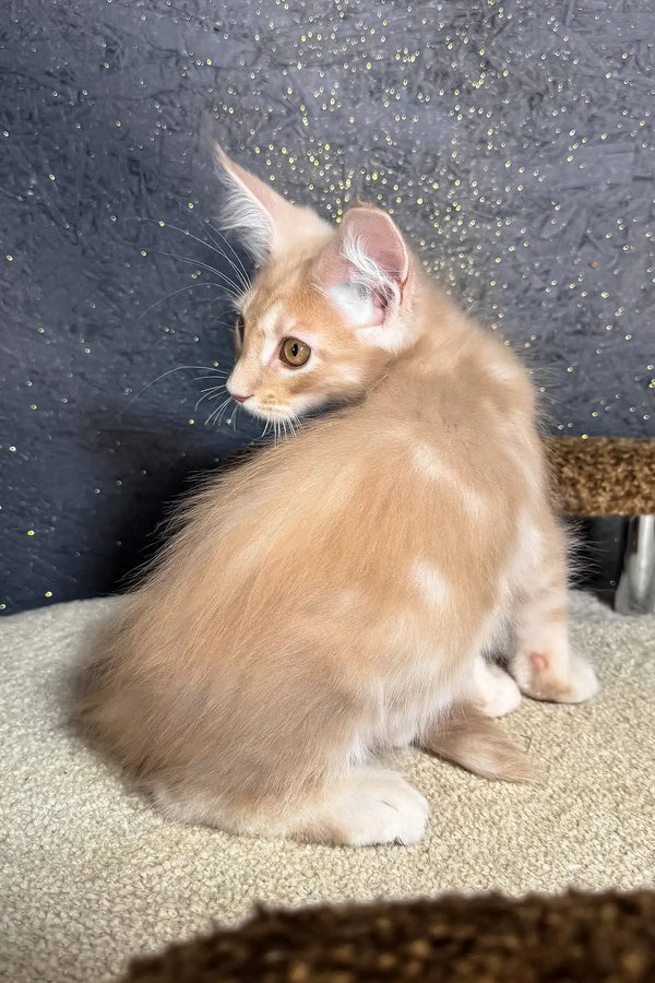 Rawi | maine coon kitten