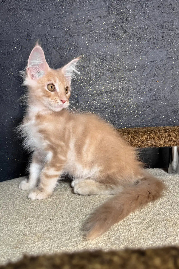 Rawi | maine coon kitten