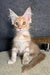 Rawi | maine coon kitten