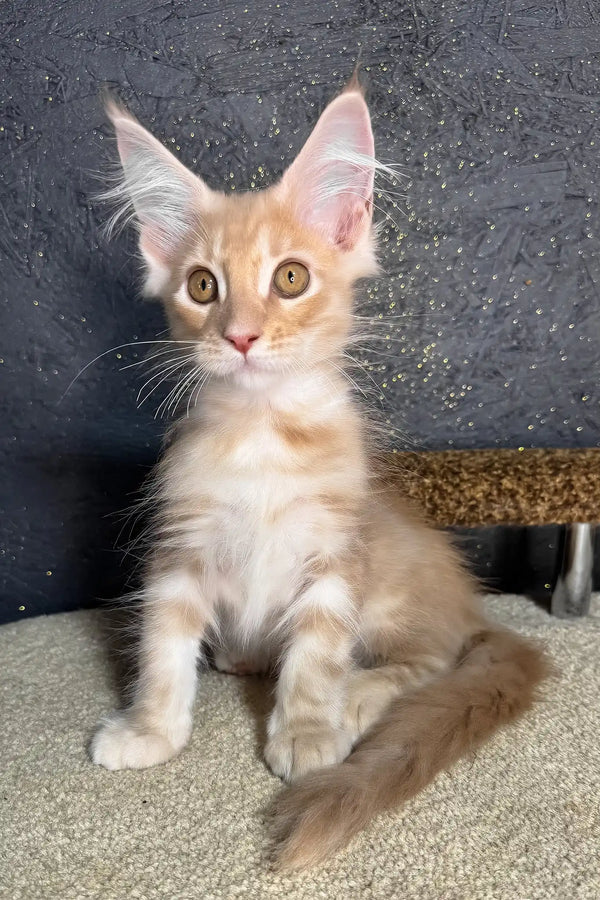 Rawi | maine coon kitten