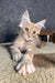 Rawi | maine coon kitten