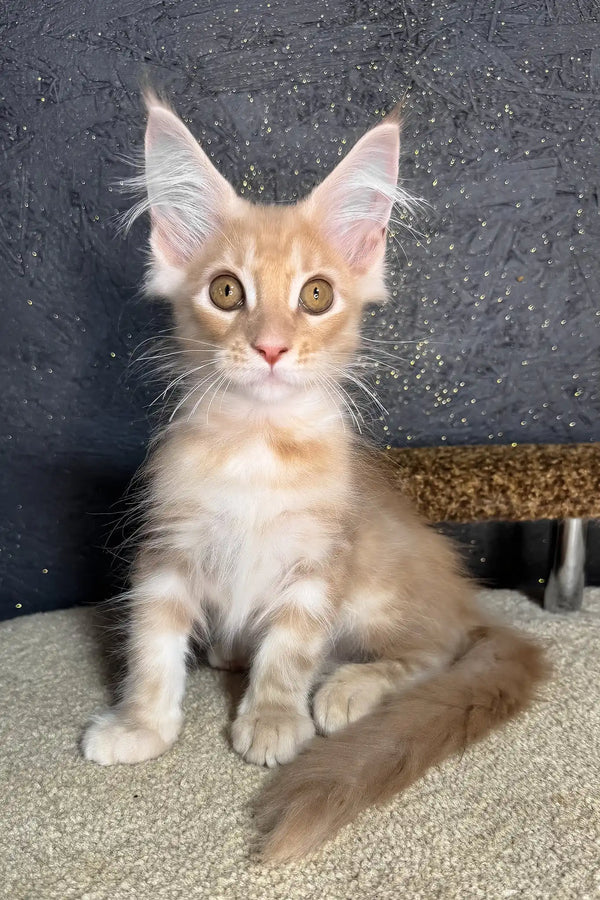 Rawi | maine coon kitten