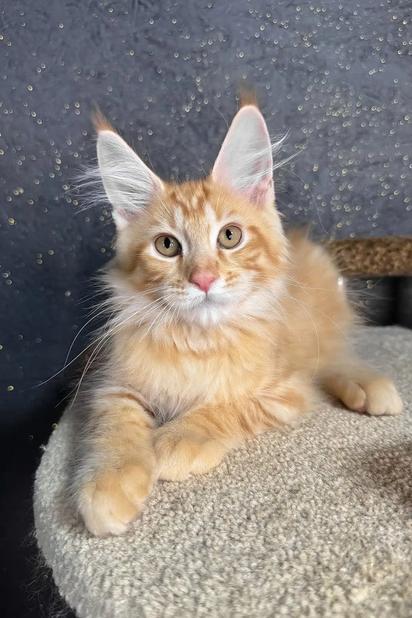 Ray | maine coon kitten