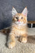 Ray | maine coon kitten