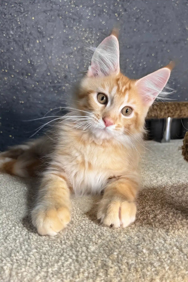 Ray | maine coon kitten