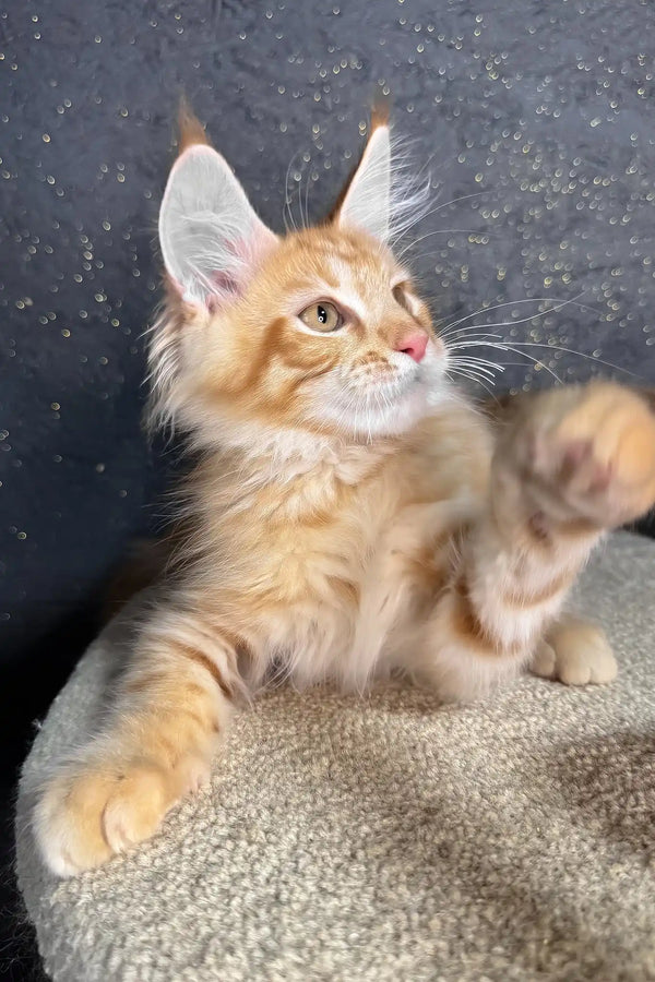 Ray | maine coon kitten